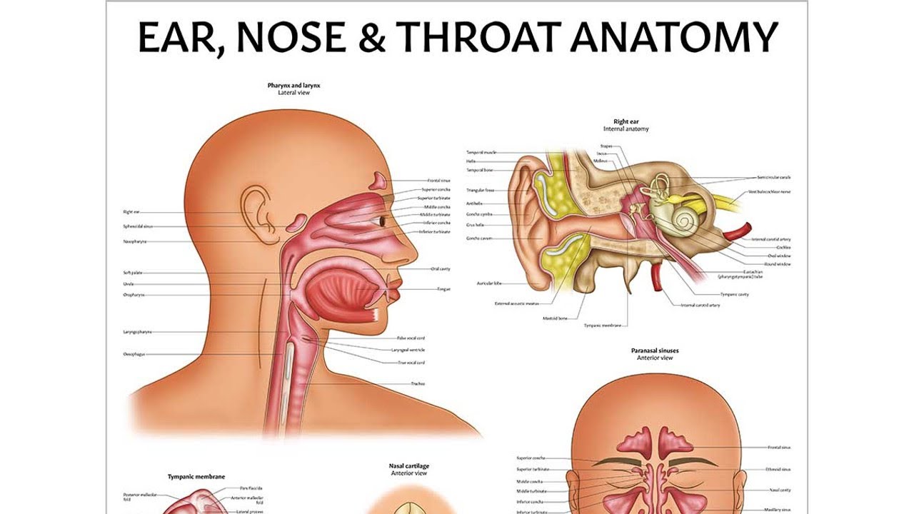 Ear Nose Throat