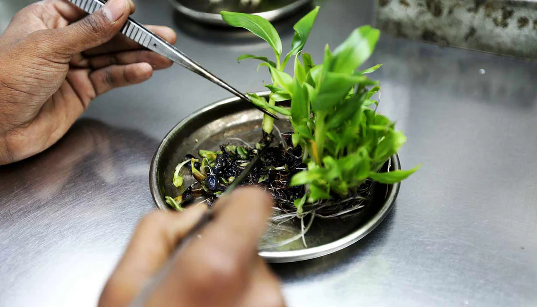 Tissue Culture Plants